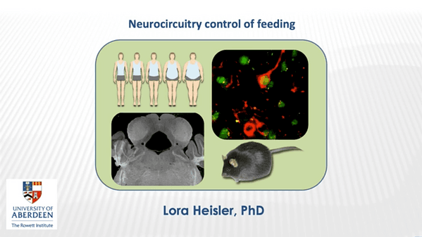 Neurocircuitry Control of Feeding