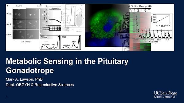 Metabolic Sensing in the Pituitry Gonadotrope
