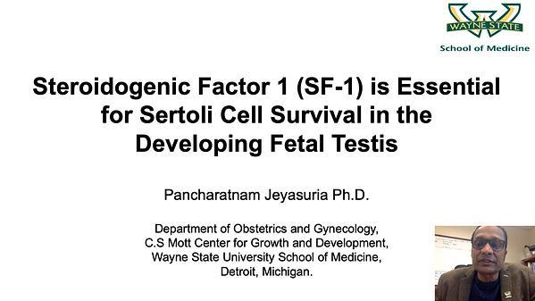 Steroidogenic Factor 1 (SF-1) is Essential for Sertoli Cell Survival in the Developing Fetal Testis
