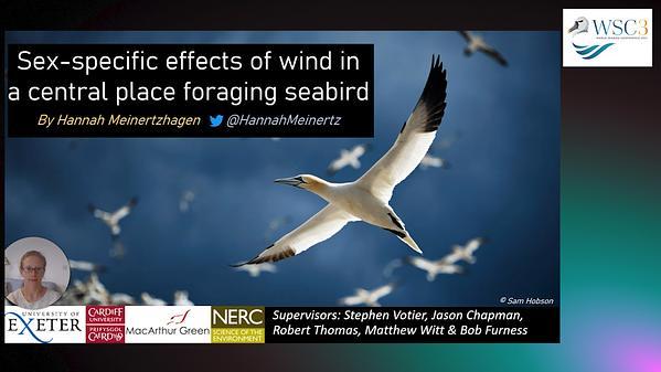 Effects of wind on seabird foraging in the North East Atlantic