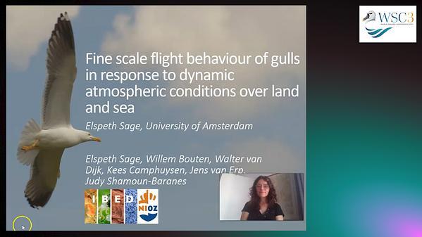 Fine scale flight behaviour of gulls in response to dynamic atmospheric conditions over land and sea