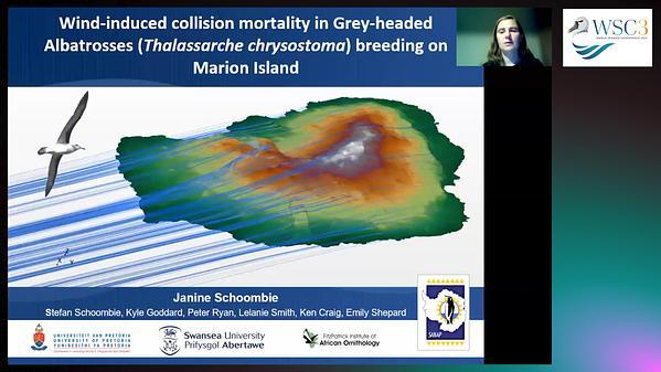 Wind-induced collision mortality in Grey-headed Albatrosses breeding on Marion Island
