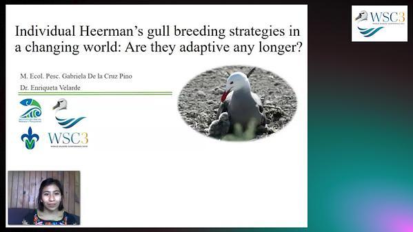 Individual Heermann's Gull (Larus heermanni) breeding strategies in a changing world: Are they adaptive any longer?