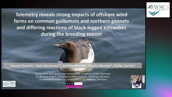 Telemetry reveals strong impacts of offshore wind farms on common guillemots and northern gannets and differing reactions of black-legged kittiwakes during the breeding season
