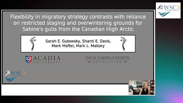 Flexibility in migratory strategy contrasts with reliance on restricted staging and overwintering grounds for Sabine's gulls from the Canadian High Arctic