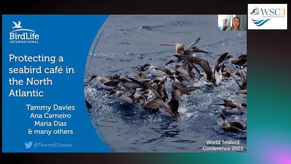 Identification and protection of a seabird cafe in the NE Atlantic