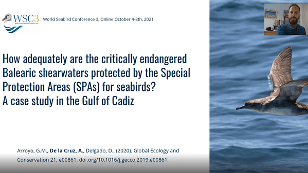 How adequately are the critically endangered Balearic Shearwaters protected by the Special Protection Areas (SPAs) for seabirds? A case study in the Gulf of Cadiz.