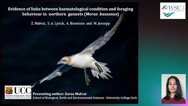Evidence of links between haematologic condition and foraging behaviour in Northern gannets (Morus bassanus)