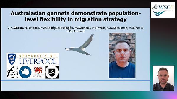 Australasian gannets demonstrate population-level flexibility in migration strategy