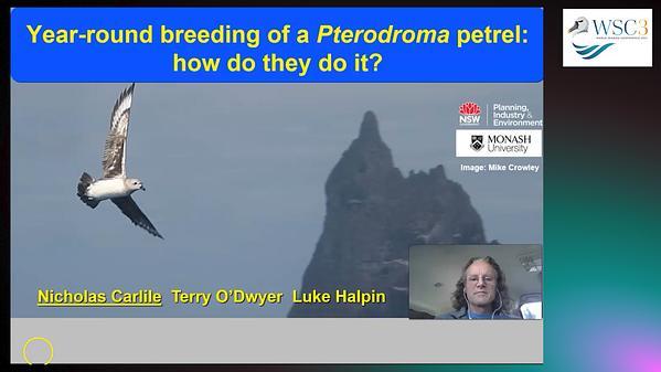 Year-round breeding of a Pterodroma petrel: how do they do it?
