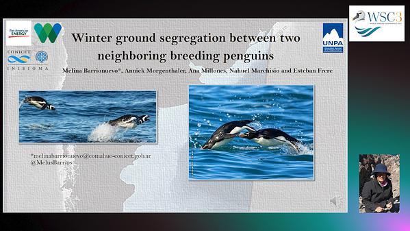 Winter ground segregation between two neighboring breeding penguins