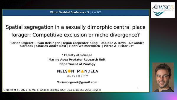 Spatial segregation in a sexually dimorphic central place forager: Competitive exclusion or niche divergence?