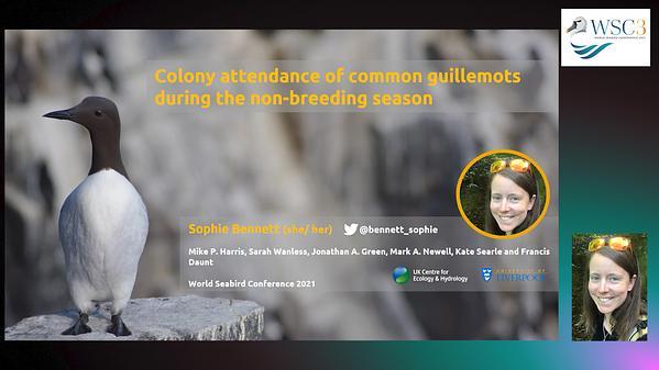 Colony attendance of common guillemots during the non-breeding season