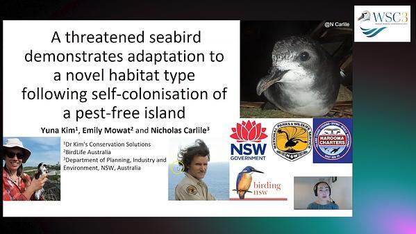 A threatened seabird demonstrates adaptation to a novel habitat type following self-colonisation of a pest-free island