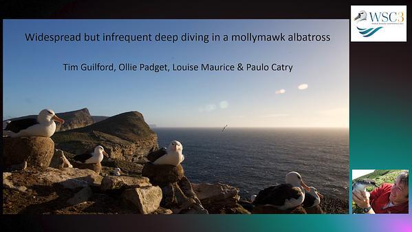 Widespread but infrequent deep diving in a mollymawk albatross
