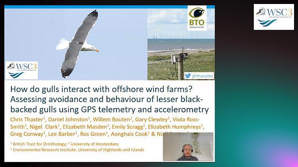 How do gulls interact with offshore wind farms? Assessing avoidance and behaviour of lesser black-backed gulls using GPS telemetry and accelerometry
