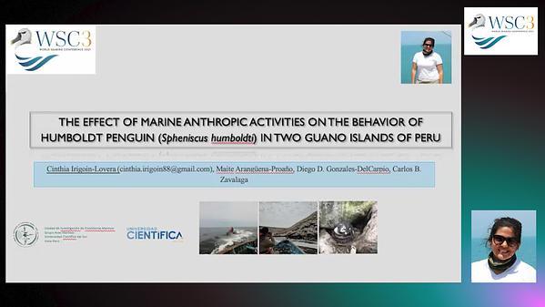 The effect of marine anthropic activities on the behavior of Humboldt penguin (Spheniscus humboldti) in two guano islands of Peru