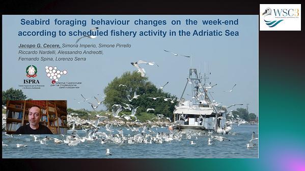 Seabird foraging behaviour changes on the week-end according to scheduled fishery activity in the Adriatic Sea