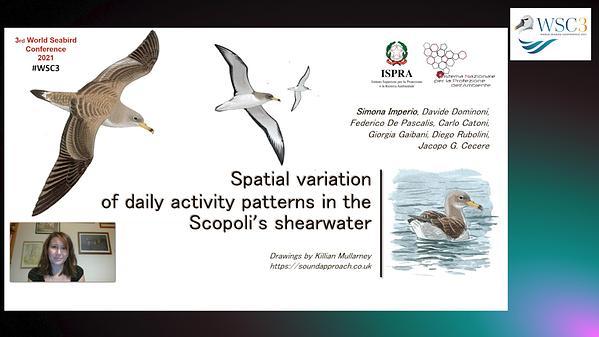 Spatial variation of daily activity patterns in the Scopoli's shearwater