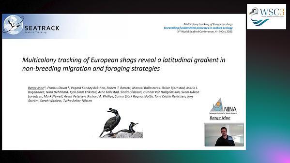 Multicolony tracking of European shags reveal a latitudinal gradient in non-breeding migration and foraging strategies