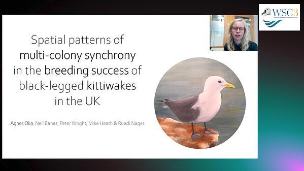 Spatial patterns of multi-colony synchrony in the breeding success of black-legged kittiwakes Rissa tridactyla in the UK
