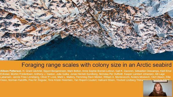 Foraging range scales with seabird colony size