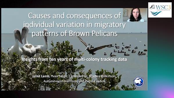 Causes and consequences of individual variation in migratory patterns of Brown Pelicans