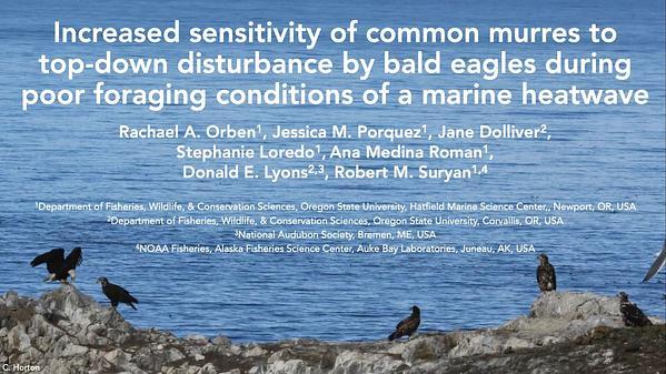 Increased sensitivity of common murres to top-down disturbance by bald eagles during poor foraging conditions of a marine heatwave