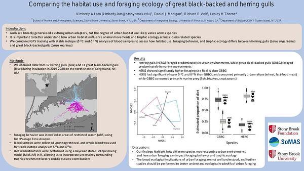 Comparing the habitat use and foraging ecology of great black-backed and herring gulls