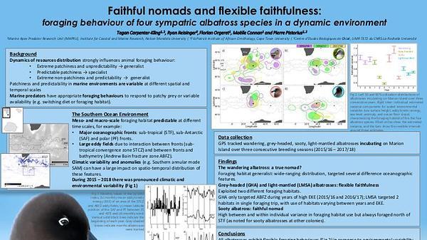 Faithful nomads and flexible faithfulness: foraging behaviour of four sympatric albatross species in a dynamic environment