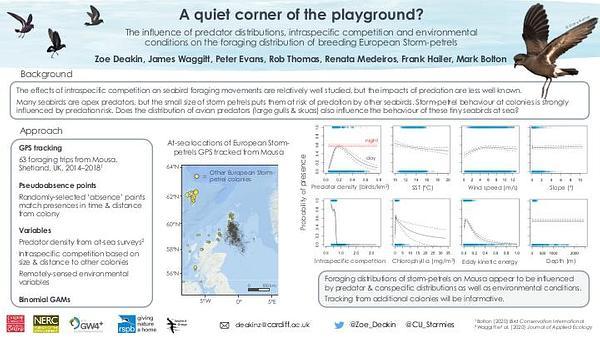 A quiet corner of the playground? The influence of predator distributions, intraspecific competition and environmental conditions on the movements and marine distribution of European Storm Petrels
