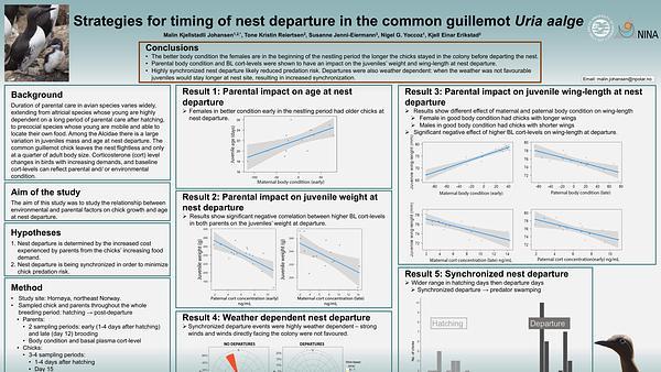 Strategies for timing of nest departure in the common guillemot Uria aalge