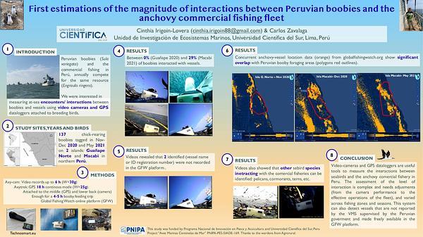 First estimations of the magnitude of interactions between Peruvian boobies and the anchovy commercial fishing fleet