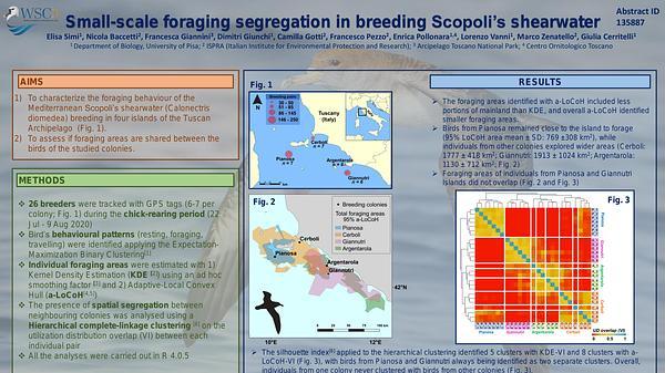 Small-scale foraging segregation in breeding Scopoli's shearwater