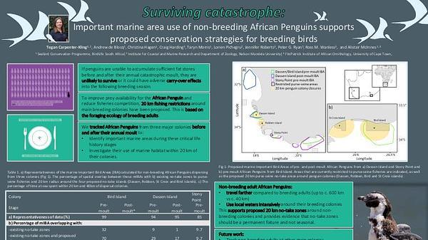Surviving catastrophe: important marine area use of non-breeding African Penguins supports proposed conservation strategies for breeding birds
