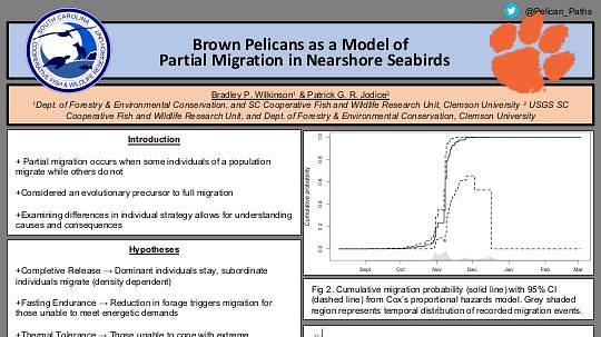 Brown pelicans as a model of partial migration in nearshore seabirds
