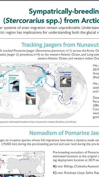 Sympatrically-breeding congeneric seabirds (Stercorarius spp.) from Arctic Canada travel to four oceans
