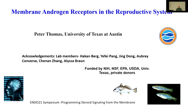 Membrane Androgen Receptors in the Reproductive System