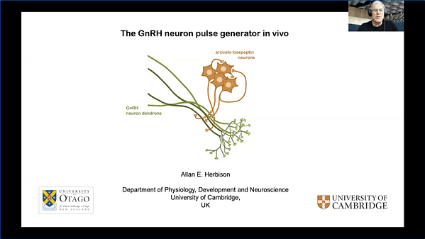 The GnRH Neuron Pulse Generator in Vivo