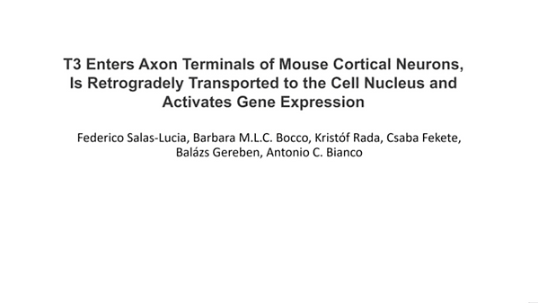 T3 Enters Axon Terminals of Mouse Cortical Neurons, Is Retrogradely Transported to the Cell Nucleus and Activates Gene Expression