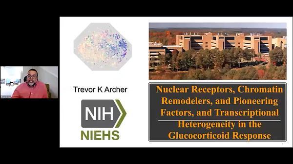 Nuclear Receptors, Chromatin Remodelers, and Pioneering Factors, and Transcriptional Heterogeneity in the Glucocorticoid Response