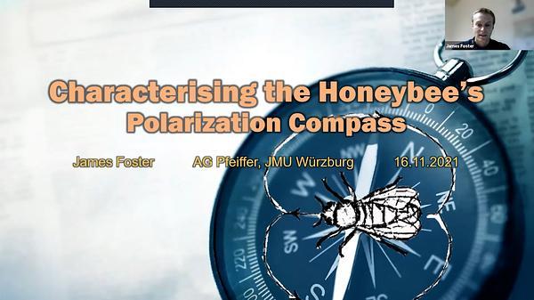 Characterising the honeybee’s polarization compass