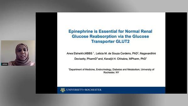 Epinephrine Is Essential for Normal Renal Glucose Reabsorption via the Glucose Transporter GLUT2