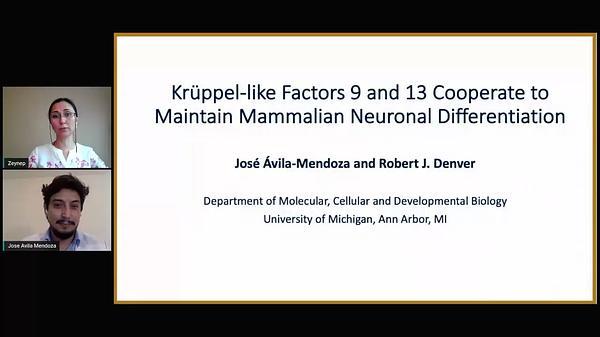 Kruppel-Like Factors 9 and 13 Cooperate to Maintain Mammalian Neuronal Differentiation