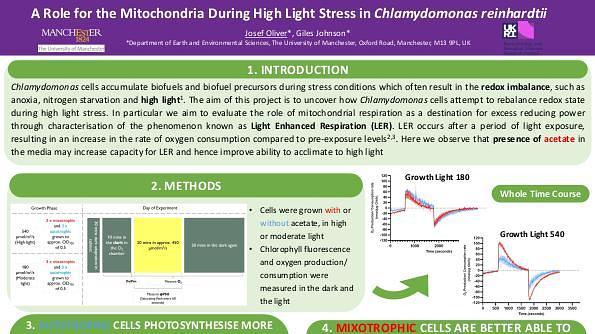 A role for mitochondria during high light stress in Chlamydomonas reinhardtii