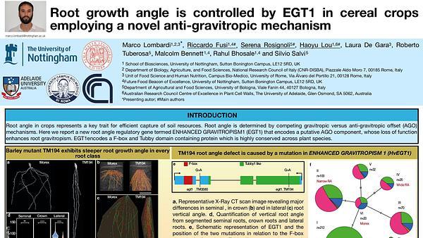 Root angle in cereals is controlled by a novel anti-gravitropic mechanism 
