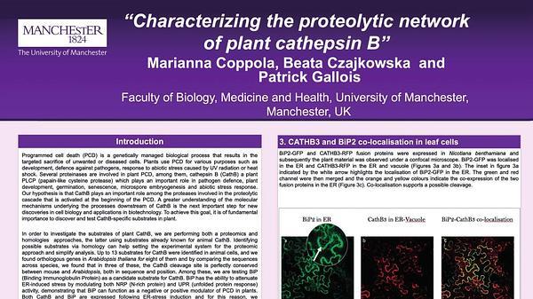 Characterising the proteolytic network of plant cathepsin B