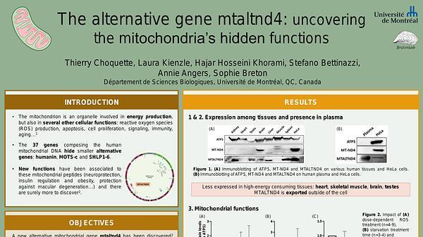 The alternative gene mtaltnd4: uncovering the mitochondria’s hidden functions