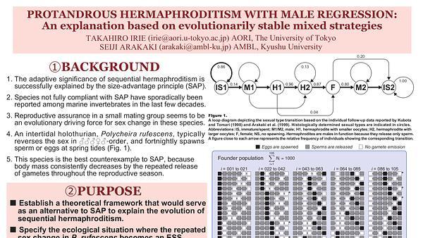 Protandrous hermaphroditism with male regression: An explanation based on evolutionarily stable mixed strategies