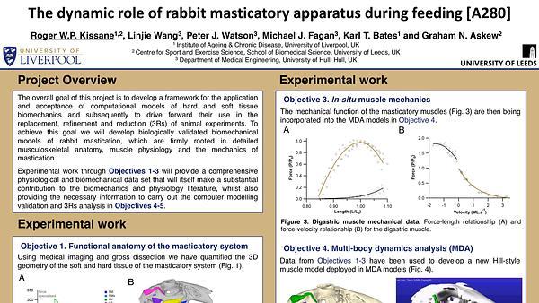 The dynamic role of rabbit masticatory apparatus during feeding